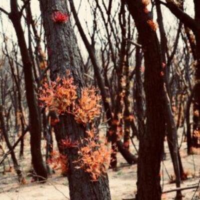 Regrowth after bushfire