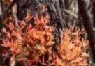 Regrowth after bushfire